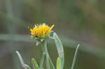 Bushy seaside tansy